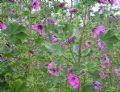 Malva arborea